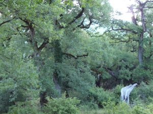 Old growth forest Kerasovo