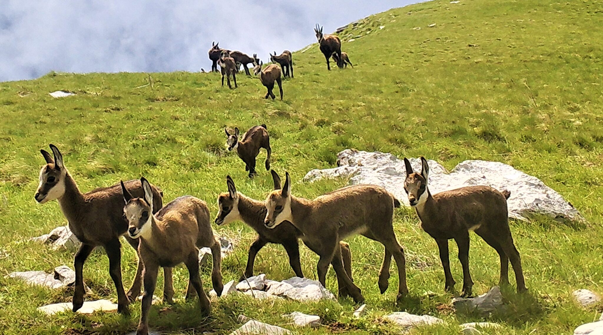 CHAMOIS Enhancing connectivity of Balkan chamois in PONT Focus Region