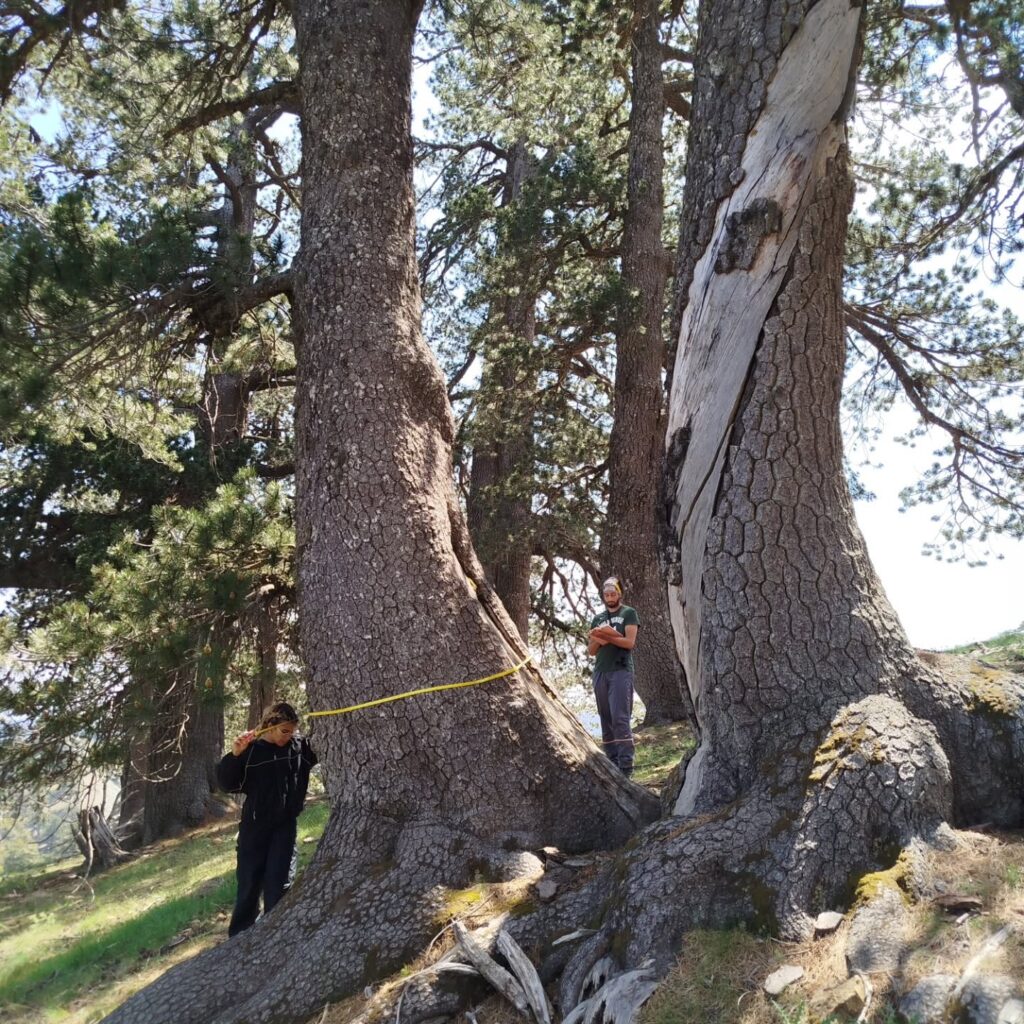 The wonderful old-growth forests of roadless areas in Epirus; students are happy!