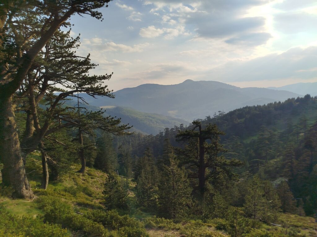 These are the forests we are struggling to conserve...