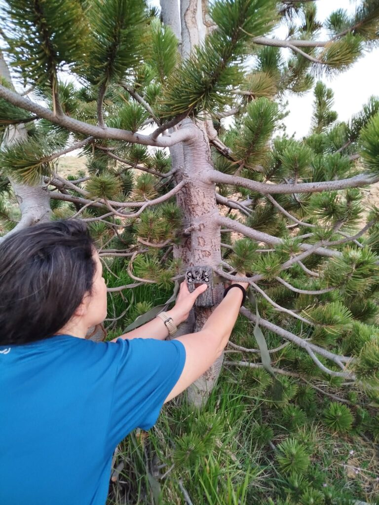 Fieldwork: camera traps