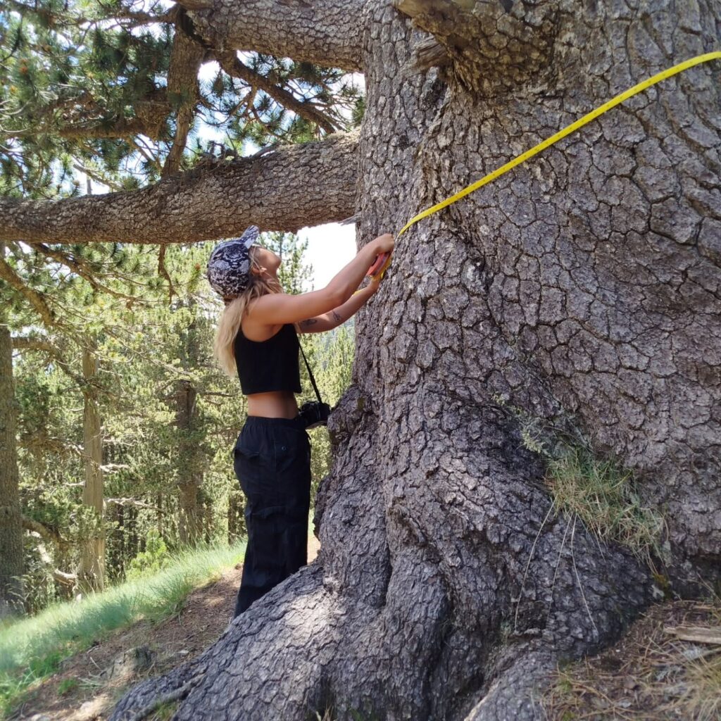 Working with old-growth woods